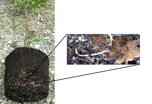 Mycorhize pour plantation - /l