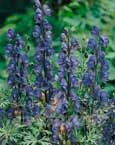 Aconite napel (Aconitum napellus) - 