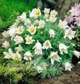 An�mone des Alpes (Pulsatilla alpina) - 