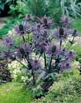 Chardon Bleu des Alpes (Eryngium alpinum) - 