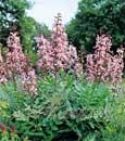 Fraxinelle commune (Dictamnus albus) - 