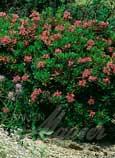 Rose des Alpes (Rhododendron ferrugineum) - 