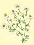 Camomille officinale (Chamomilla recutita) - Plante m�dicinale connue, au senteur tr�s aromatique analg�sique, anti-spasmodique, anti-inflammatoire, calmant 