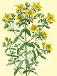 Millepertuis (Hypericum perforatum) - Vieille plante magique et m�dicinale � la colorante rouge anti-spasmodique, baisse la pression art�rielle, astringent, anti-inflammatoire 
