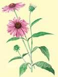 Rudbeckie rouge (Echinacea purpurea) - Vivace pr�cieuse pour la coupe et massif aux fleurs � pourpres anti-inflammatoire, favorise la cicatrisation, pour la neutralisation de la peau 