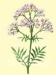 Val�riane (Valeriana officinalis) - Vivace imposante aux ombelles roses calmant, favorise le sommeil, anti-spasmodique 