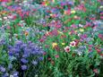 Feu d�artifice - Beau m�lange de fleurs annuelles qui �taient d�j� cultiv�es au moyen-�ge. Au d�but le m�lange fleurit bleu, puis orange-rouge et enfin rose. Contient des bleuets, bourraches, vip�rines, lin rouge, lavat�res, tanaisies etc. Floraison: juin-septembre Hauteur: 50-60 cm ensoleill� annuelle  D�tail
