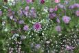 Symphonie de fleurs Amethyst - Le m�lange a les couleurs de l�am�thyste, du rose clair l�ger au violet fonc�. Il contient aussi des fleurs blanches all�geant le tableau. Le m�lange contient p. ex. des cl�omes, cosmos, lavat�res, saponaires etc. Floraison: juin-septembre Hauteur: 50-120 cm ensoleill� annuelle 