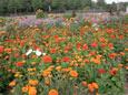 Symphonie de fleurs Coucher de soleil - Ce m�lange est facile � cultiver et pr�sente des tons chauds rouge cuivre et orange. Le m�lange contient p. ex. des soucis (Calendula), cosmos, tournesols, zinnias etc. Floraison: juin-septembre Hauteur: 60-100 cm ensoleill� annuelle 