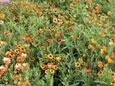 Symphonie de fleurs Oriental Summer - Superbe tapis de couleur orientales chaudes, variant du jaune au rouge en passant par l�orange. Le m�lange contient p. ex. des girofl�es, coreopsis, cosmos, zinnias, soucis (Calendula), santivalia. floraison: juin-septembre Hauteur: 20-40 cm ensoleill� annuelle 