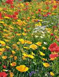 Symphonie de fleurs Rustiques - Vivaces. S. avril - octobre. F. avril - octobre. H. 30 - 50 cm. M�lange id�al pour sols et talus secs. Le coquelicot de Californie, la centranthe, le souci et le coquelicot fleurissent la premi�re ann�e. � partir de la 2�me ann�e fleurissent les vivaces, conf�rant � ce m�lange stabilit� et durabilit�. Ce sont le cor�opsis, le lin bleu, l��chinops, l�achill�e mille-feuilles, le c�raiste et la menthe aux chats. 