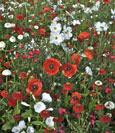 Symphonie de fleurs Vanille Fraise - Annuelles. S. avril - juin. F. juillet - ao�t. H. 40 - 60 cm. Savourez des fraises sucr�es � la sauce vanille. Le coquelicot rouge, le cor�opsis rouge brun et la sauge �carlate apportent de la diversit�, contrastant avec cosmos et lavat�res. 