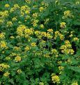 Engrais vert Court dur�e 250 g (50 m2)  D�tail - 