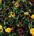 Engrais vert Cure du sol 50 g (50 m2) - Contenu: Graines de calendula,cichorium,tag�tes Densit� du semis: 1 g/m2  D�tail